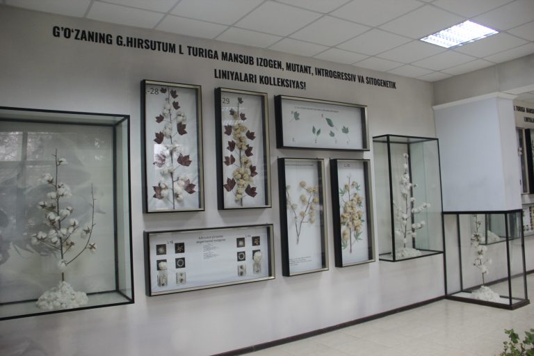 Cotton Genetics Museum