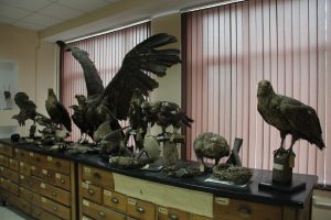 Universitet zoologiya muzeyi