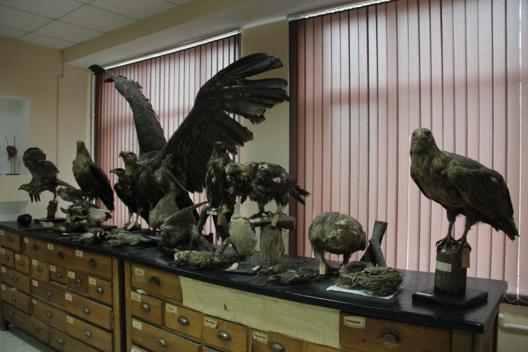 The Museum of Zoology