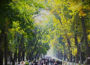Universitet yashil maydoni