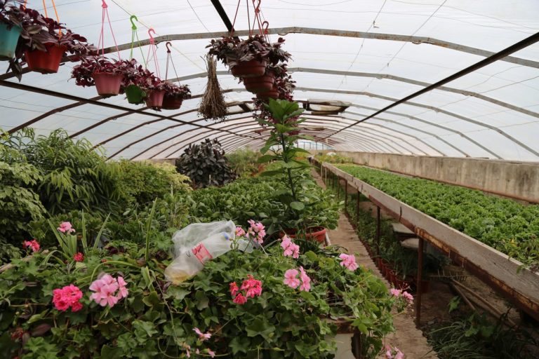 Greenhouses and Fruit Gardens at the National University of Uzbekistan: A Model of Sustainable Campus Farming