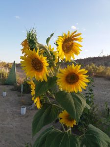 Professor Jabbor Zafar and His Team Lead  Research on Restoring Aral Sea Land for Sustainable Agriculture