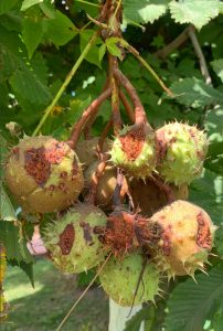 Faculty of Biology at NUUz Partners with Local Farmers to Share Advanced Chestnut Seed Technology