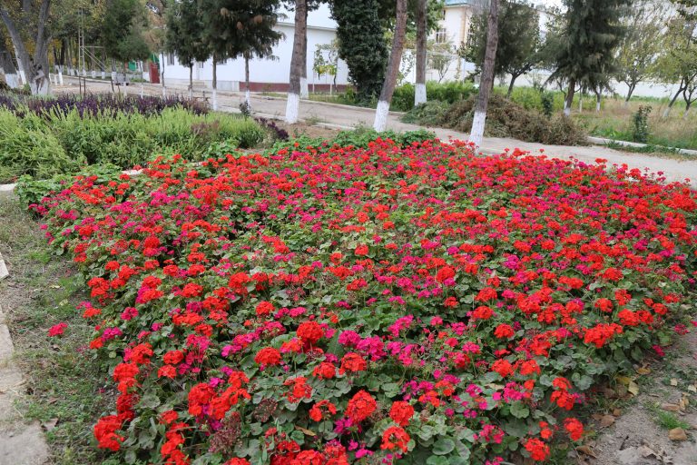 Universitetda ekib o’stiriladigan madaniy va manzarali gullar