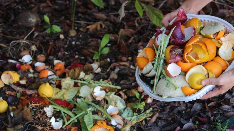 Food Waste Management 