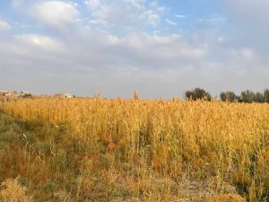 Groundwater and Soil Hydromorphism at Kattakurgan