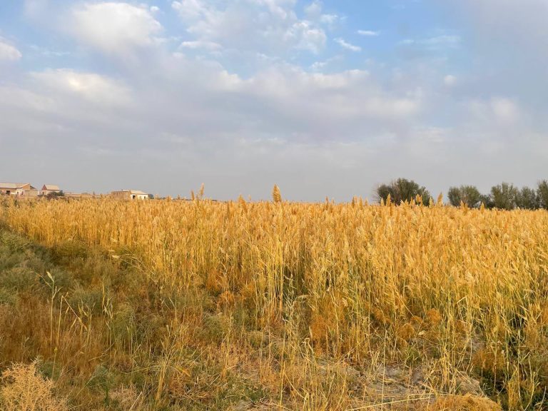 Groundwater and Soil Hydromorphism at Kattakurgan 